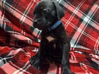 Rufus AKC blue collar - 4th of July Special!, a male Cane Corso for sale in Seneca, MO – 7 of 10