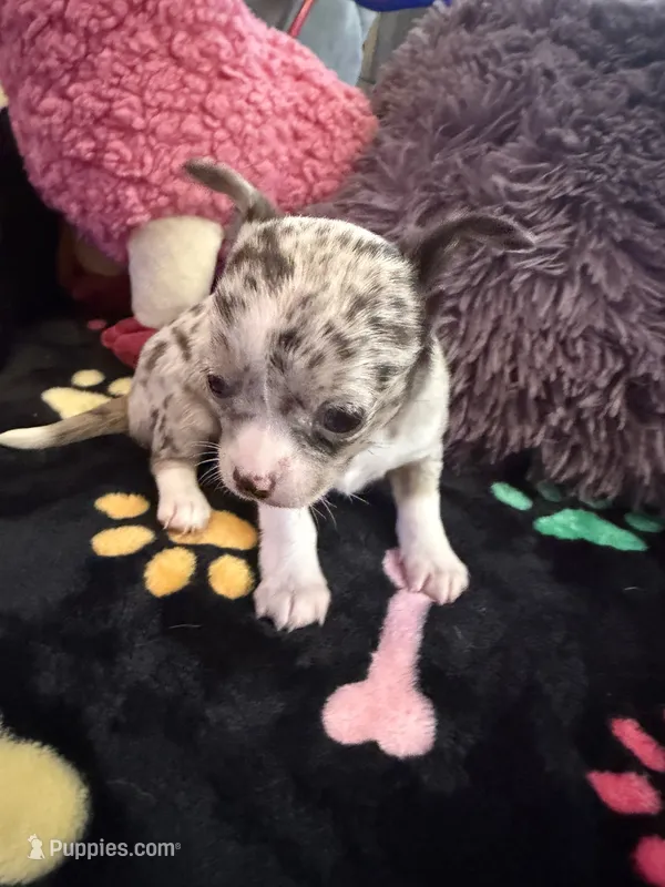 Gucci akc tiny – Chihuahua puppy for sale in Seneca, MO