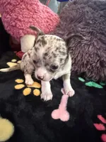 Gucci akc tiny, a female Chihuahua for sale in Seneca, MO – 1 of 9