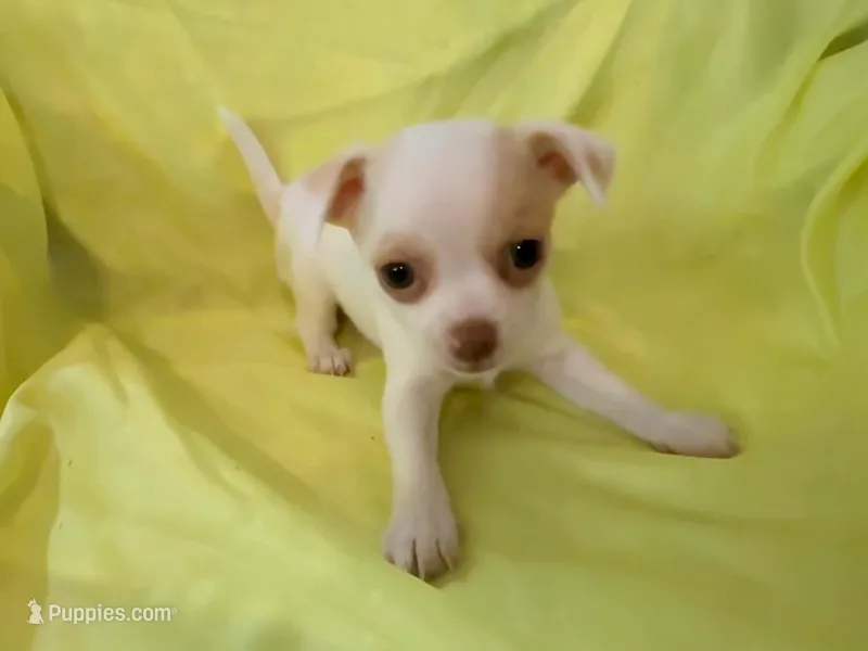 AKC Pearl – Chihuahua puppy for sale in Seneca, MO