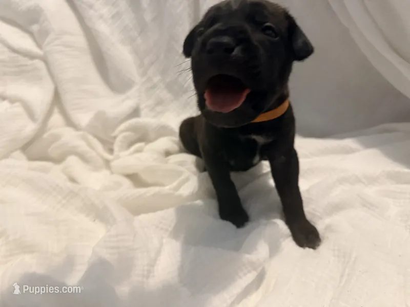 Ketch AKC orange collar-Delivery Special! – Cane Corso puppy for sale in Seneca, MO