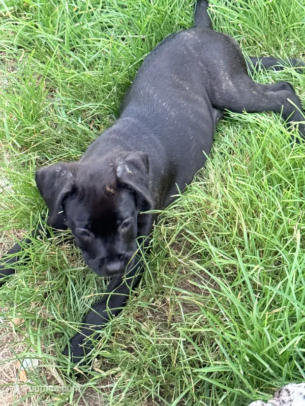 Crowley AKC yellow collar – Cane Corso puppy for sale in Seneca, MO