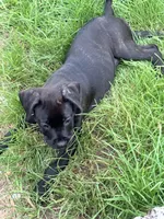 Crowley AKC (age discount), a male Cane Corso for sale in Seneca, MO – 4 of 10