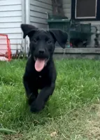 Cain AKC (age discount), a male Cane Corso for sale in Seneca, MO – 6 of 9
