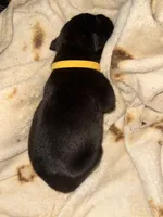 Crowley AKC yellow collar, a male Cane Corso for sale in Seneca, MO – 5 of 7