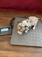 Louis akc, a male Chihuahua for sale in Seneca, MO – 6 of 10