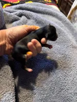 Frida, a female Chihuahua for sale in Seneca, MO – 6 of 6