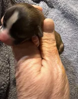 Sofia, a female Chihuahua for sale in Seneca, MO – 3 of 5