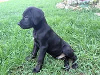 Dean AKC green collar, a male Cane Corso for sale in Seneca, MO – 2 of 10
