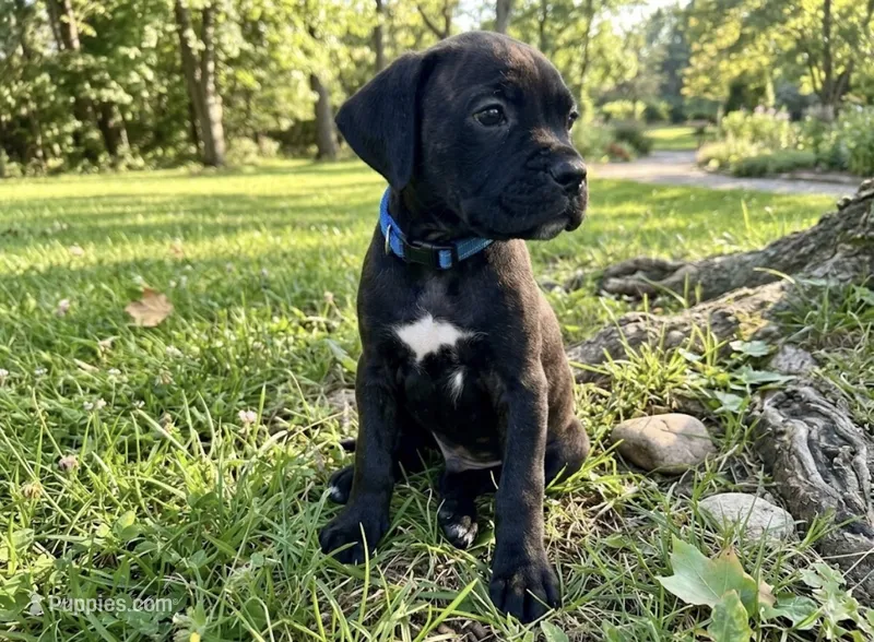 Rufus AKC blue collar  – Cane Corso puppy for sale in Seneca, MO