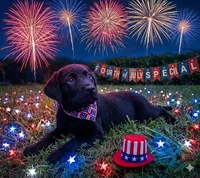Cain AKC red collar- 4th of July Special!, a male Cane Corso for sale in Seneca, MO – 1 of 10