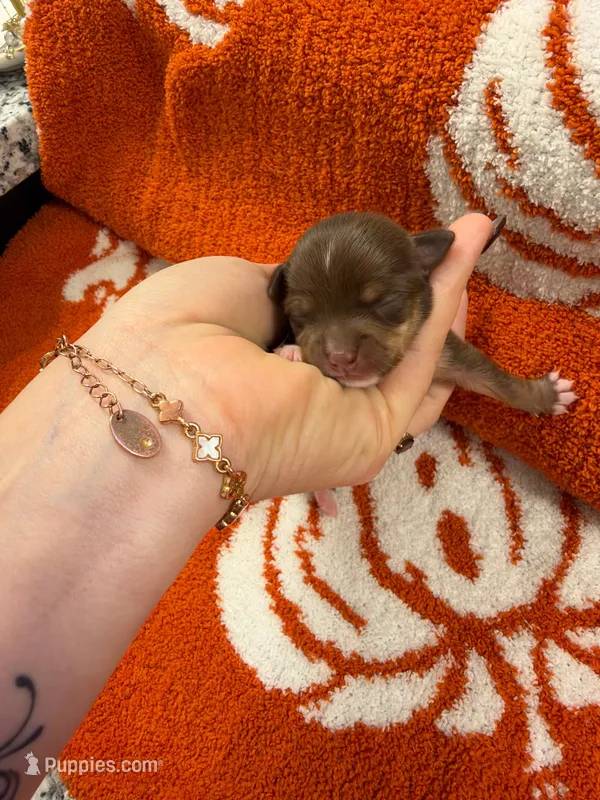 Tootsie – Chihuahua puppy for sale in Seneca, MO