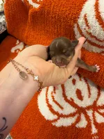 Tootsie, a female Chihuahua for sale in Seneca, MO – 1 of 4