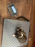 Christoff, a male Chihuahua for sale in Seneca, MO – 8 of 8
