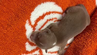 Tootsie, a female Chihuahua for sale in Seneca, MO – 4 of 4
