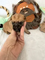 Madolorian, a male Brussels Griffon for sale in Seneca, MO – 5 of 9