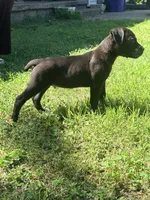 Ketch AKC orange collar-4th of July Special!, a male Cane Corso for sale in Seneca, MO – 8 of 10