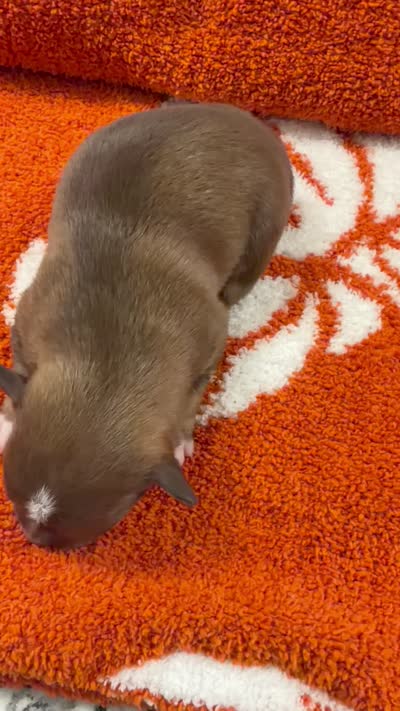 Bates, a male Chihuahua for sale in Seneca, MO – 6 of 6