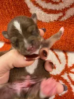 Bates, a male Chihuahua for sale in Seneca, MO – 4 of 6