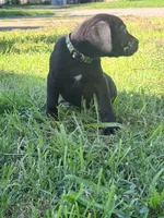 Dean AKC green collar-4th of July Special, a male Cane Corso for sale in Seneca, MO – 8 of 10