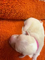 Raven, a female Chihuahua for sale in Seneca, MO – 2 of 5