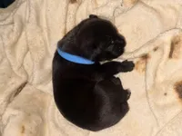 Rufus AKC blue collar, a male Cane Corso for sale in Seneca, MO – 2 of 10