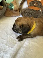 Darth Vader , a male Brussels Griffon for sale in Seneca, MO – 10 of 10