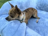 Roxy, a female Chihuahua for sale in Seneca, MO – 5 of 7