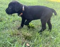 Crowley AKC yellow collar-4th of July Special!, a male Cane Corso for sale in Seneca, MO – 8 of 10