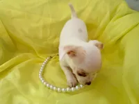 AKC Pearl, a female Chihuahua for sale in Seneca, MO – 3 of 10