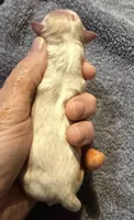 Luna, a female Chihuahua for sale in Seneca, MO – 3 of 4