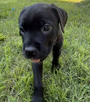 Crowley AKC yellow collar-4th of July Special!, a male Cane Corso for sale in Seneca, MO – 5 of 10