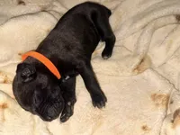 Ketch AKC orange collar, a male Cane Corso for sale in Seneca, MO – 8 of 8