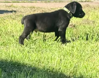 Dean AKC green collar-4th of July Special, a male Cane Corso for sale in Seneca, MO – 4 of 10
