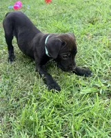 Ketch AKC orange collar-4th of July Special!, a male Cane Corso for sale in Seneca, MO – 7 of 10