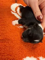 Salem, a male Chihuahua for sale in Seneca, MO – 2 of 5