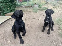 Crowley AKC (age discount), a male Cane Corso for sale in Seneca, MO – 6 of 7