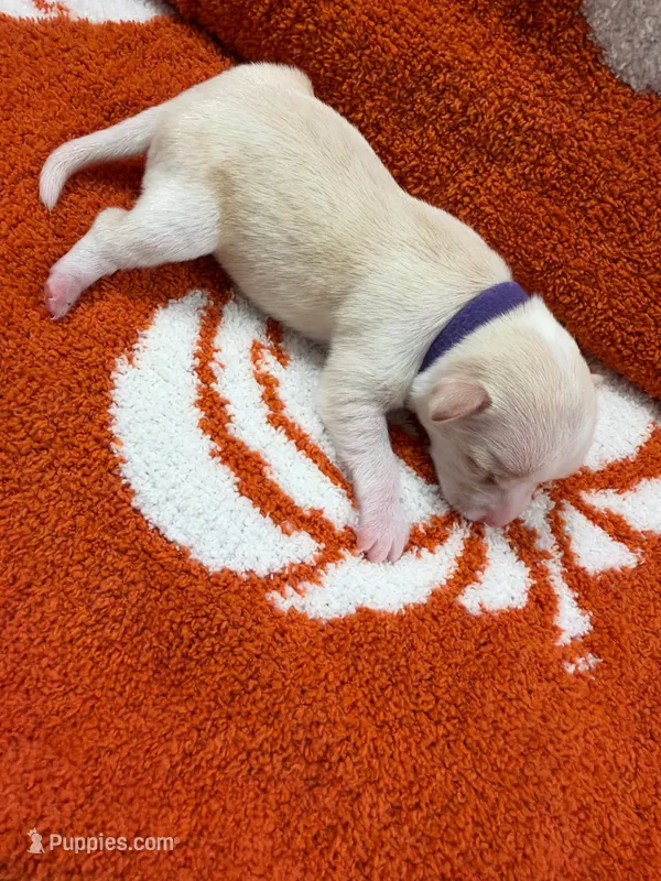 Luna – Chihuahua puppy for sale in Seneca, MO