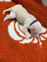 Luna, a female Chihuahua for sale in Seneca, MO – 1 of 5