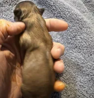 Sofia, a female Chihuahua for sale in Seneca, MO – 5 of 5