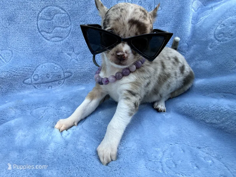 Chanel akc tiny – Chihuahua puppy for sale in Seneca, MO
