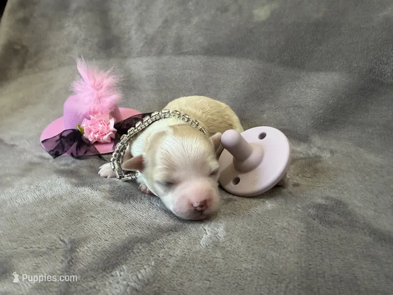Luna – Chihuahua puppy for sale in Seneca, MO