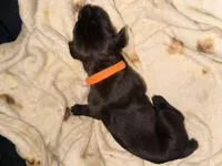 Ketch AKC orange collar, a male Cane Corso for sale in Seneca, MO – 4 of 8