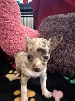 Chanel akc tiny, a female Chihuahua for sale in Seneca, MO – 3 of 9