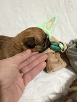 Yoda, a male Brussels Griffon for sale in Seneca, MO – 4 of 5
