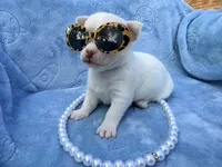 Elsa, a female Chihuahua for sale in Seneca, MO – 8 of 8