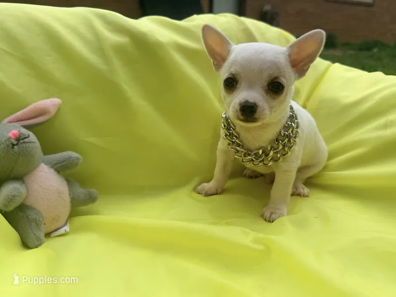 Olaf – Chihuahua puppy for sale in Seneca, MO