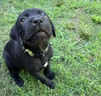 Dean AKC green collar-4th of July Special, a male Cane Corso for sale in Seneca, MO – 10 of 10