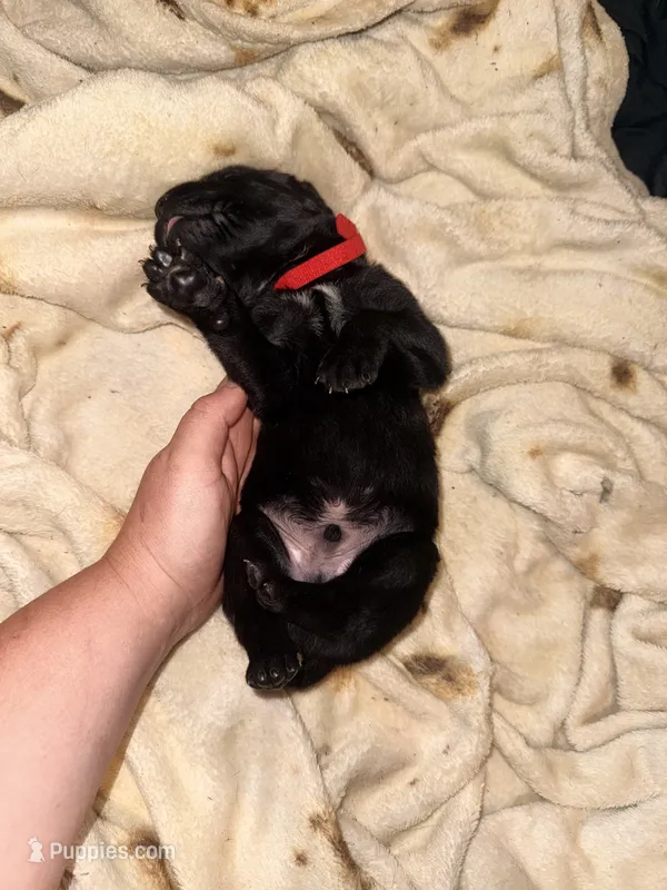 Cain AKC red collar – Cane Corso puppy for sale in Seneca, MO