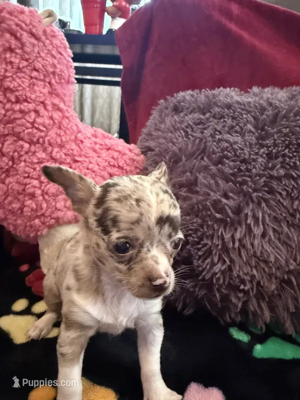 Chanel akc tiny – Chihuahua puppy for sale in Seneca, MO